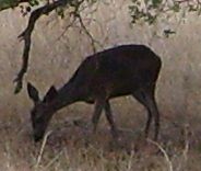 deer thumbnail